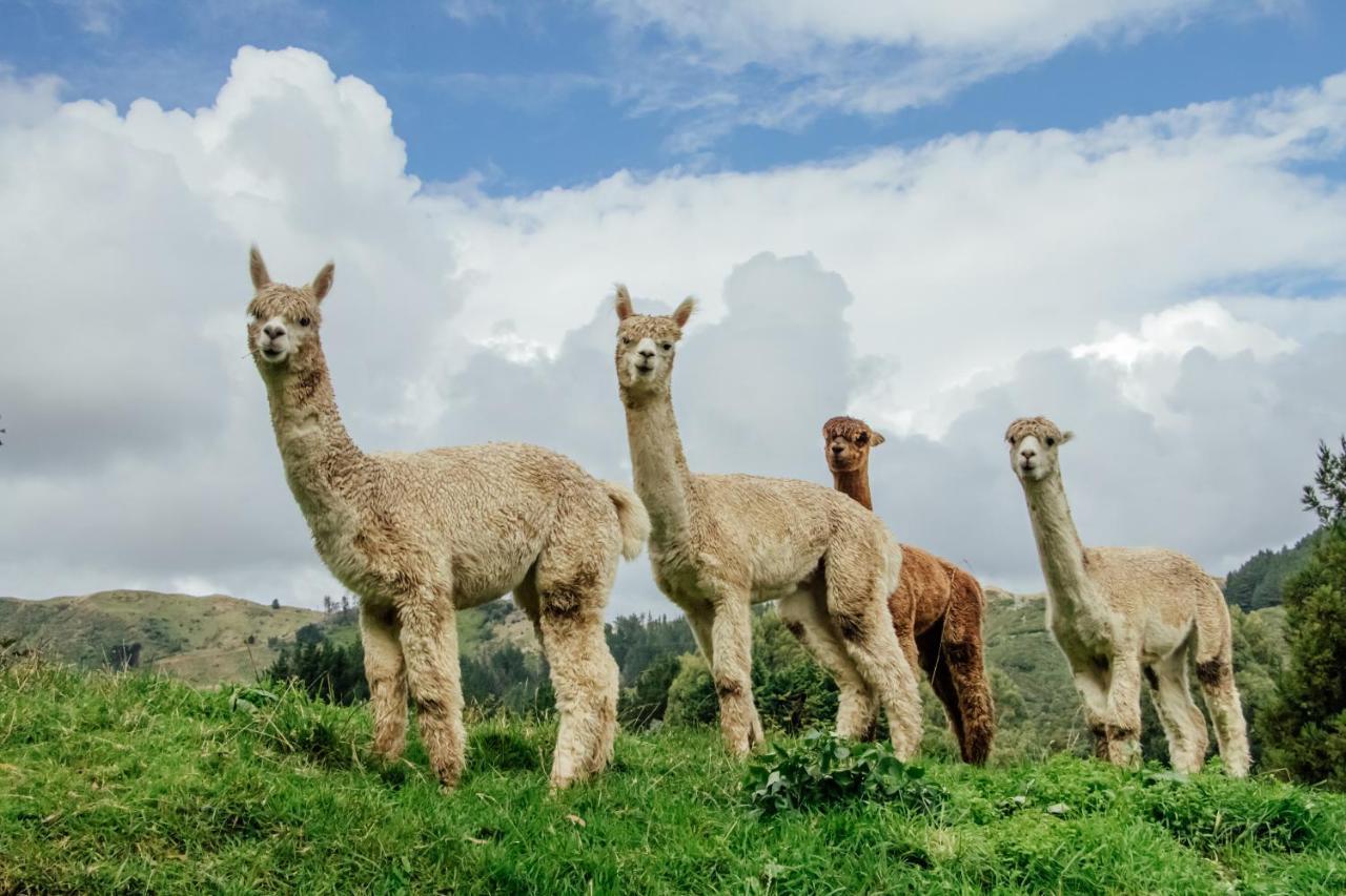 Luxury Stay, Alpaca Farm Paraparaumu Kültér fotó
